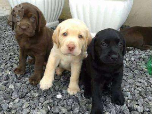 PoulaTo: Labrador